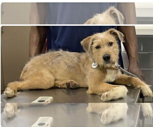 Mutt Dogs for adoption in Martinsburg, WV, USA