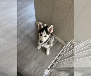 Siberian Husky Puppy for sale in MESA, AZ, USA