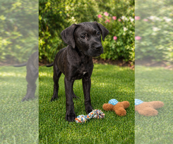Medium Photo #2 Labrador Retriever-Unknown Mix Puppy For Sale in Sanford, FL, USA