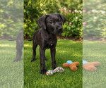 Small Photo #2 Labrador Retriever-Unknown Mix Puppy For Sale in Sanford, FL, USA