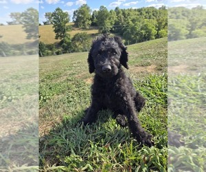Labradoodle Puppy for sale in WILLIAMSTOWN, KY, USA
