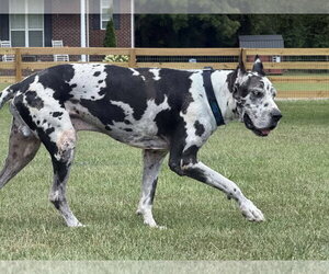 Bruno de Mexico / Athena de Mexico - Male Great Dane Dog for Adoption - Photo #2