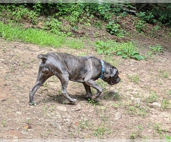 Medium Photo #4 Neapolitan Mastiff-Unknown Mix Puppy For Sale in Ellisville, MO, USA