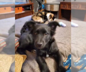 Mutt Dogs for adoption in Fenton, MO, USA