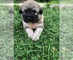 Puppy Revere Anatolian Shepherd-Great Pyrenees Mix