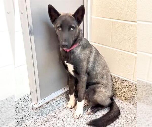 Medium Photo #2 Siberian Husky-Unknown Mix Puppy For Sale in Houston, TX, USA