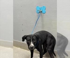 Labrador Retriever-Unknown Mix Dogs for adoption in Las Vegas, NV, USA