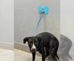 *BILLY - Male Labrador Retriever-Unknown Mix Dog for Adoption - Small photo