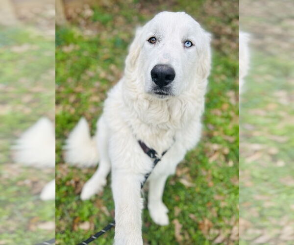 Medium Photo #15 Great Pyrenees Puppy For Sale in Spring, TX, USA