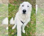 Small #14 Great Pyrenees
