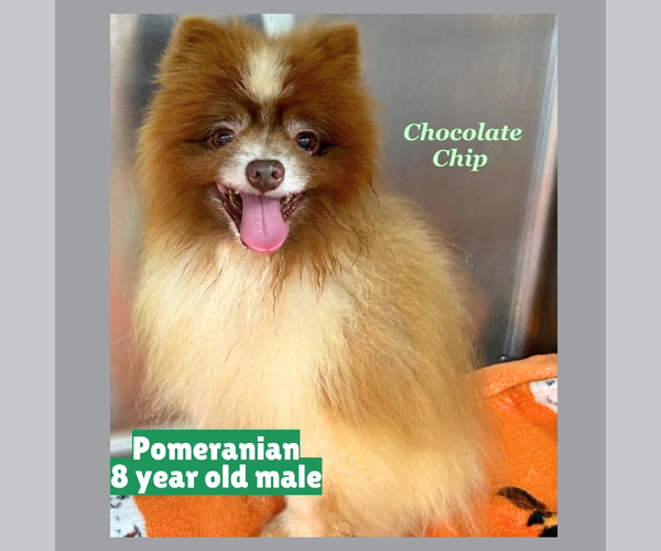 Medium Photo #1 Pomeranian Puppy For Sale in Gilberts, IL, USA