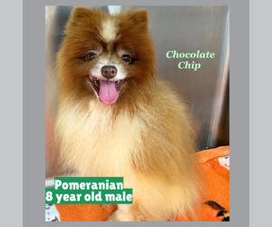Pomeranian Dogs for adoption in Gilberts, IL, USA