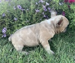 Small Photo #5 French Bulldog Puppy For Sale in PRYOR, OK, USA