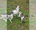 Small #13 Rat Terrier-Shiba Inu Mix