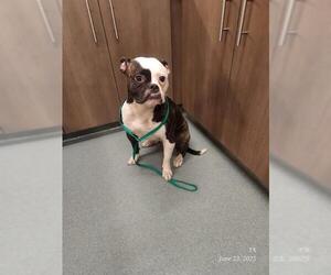 Boston Terrier-Boxer Mix Dogs for adoption in Baytown, TX, USA