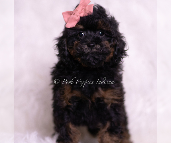 Medium Photo #5 Poodle (Toy) Puppy For Sale in WARSAW, IN, USA