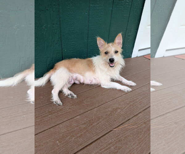 Medium Photo #7 Cairn Terrier-Unknown Mix Puppy For Sale in The Woodlands, TX, USA