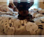 Image preview for Ad Listing. Nickname: Carter