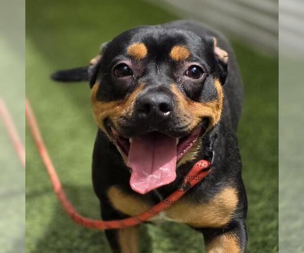 Medium Photo #1 Rottweiler-Unknown Mix Puppy For Sale in Las Vegas, NV, USA