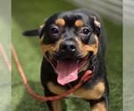 Small Rottweiler Mix
