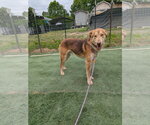 Small Photo #17 Golden Labrador Puppy For Sale in garner, NC, USA
