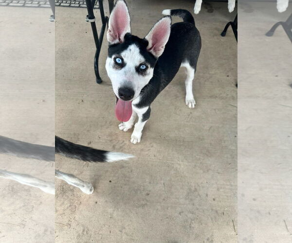 Medium Photo #1 Siberian Husky Puppy For Sale in Carrollton, TX, USA