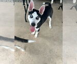 Small Siberian Husky