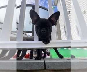 French Bulldog Puppy for Sale in WESTPORT, Massachusetts USA