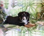 Small Photo #5 Miniature Australian Shepherd Puppy For Sale in WESTFIELD, MA, USA