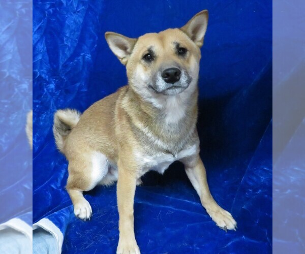 Medium Photo #1 Shiba Inu Puppy For Sale in HARTVILLE, MO, USA