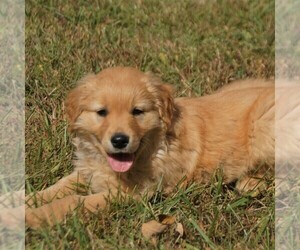 Medium Golden Retriever