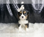 Puppy Ellie AKC Cavalier King Charles Spaniel