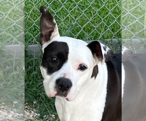 Medium Photo #3  Puppy For Sale in , 