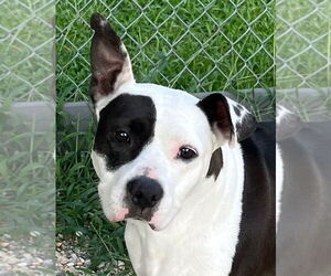 American Pit Bull Terrier Dogs for adoption in Tarboro, NC, USA