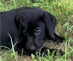 Small Photo #14 Labrador Retriever Puppy For Sale in SPOTSYLVANIA, VA, USA