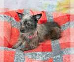 Small #3 Chihuahua Mix
