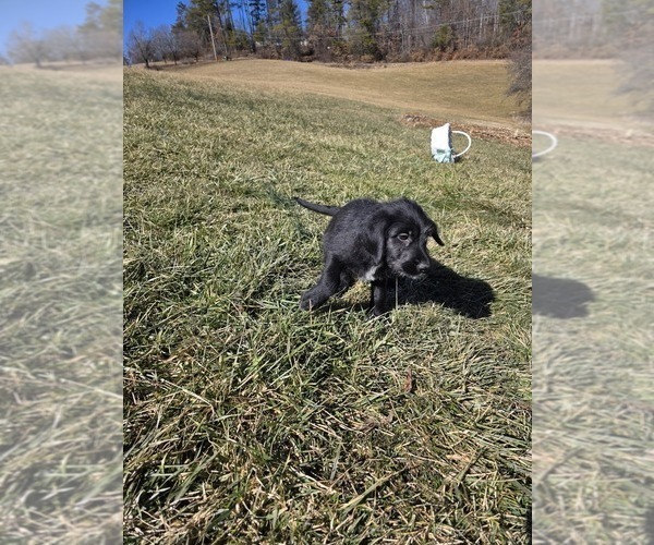 Medium Photo #2 Anatolian Shepherd-Sheepadoodle Mix Puppy For Sale in ALEXANDER, NC, USA