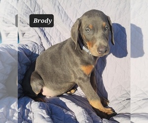 Doberman Pinscher Puppy for sale in POMEROY, OH, USA