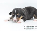 Small Photo #3 Pembroke Welsh Corgi Puppy For Sale in BURTRUM, MN, USA