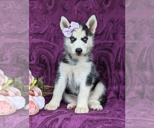Siberian Husky Puppy for sale in QUARRYVILLE, PA, USA