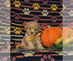 Cavapoo Puppy for sale in PEACH BOTTOM, PA, USA