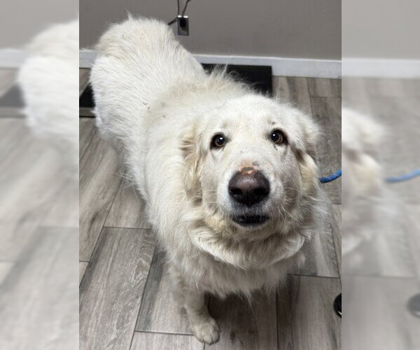 Medium Photo #1 Great Pyrenees Puppy For Sale in Redlands, CA, USA