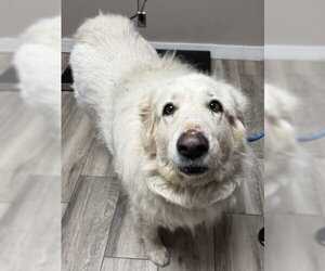 Great Pyrenees Dogs for adoption in Redlands, CA, USA