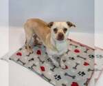 Small #3 Chihuahua Mix