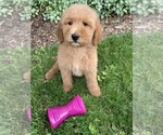 Small Photo #4 Goldendoodle-Poodle (Miniature) Mix Puppy For Sale in RICHMOND, IL, USA