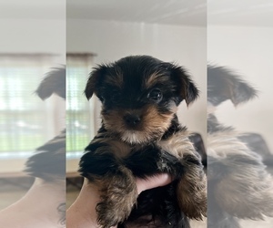 Yorkshire Terrier Puppy for Sale in MARION, North Carolina USA