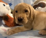 Small #10 Labrador Retriever