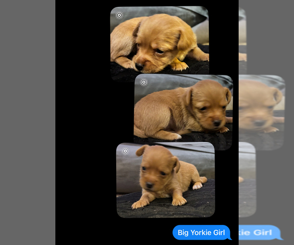 Medium Photo #2 Yorkie Pin Puppy For Sale in NEWPORT NEWS, VA, USA