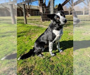 Border Collie-Unknown Mix Dogs for adoption in Warrenton, VA, USA