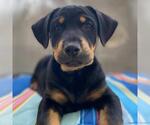 Small #8 Labrador Retriever Mix